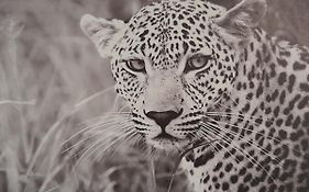 Animalier